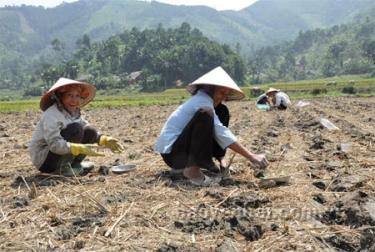 Nhân dân xã Mỏ Vàng gieo cấy vụ đông.