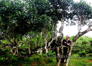 Giàng A Đằng bên cây chè tổ.