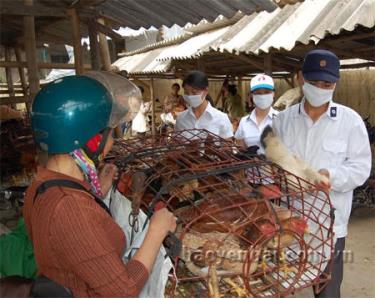 Cán bộ thú y tăng cường kiểm soát vận chuyển, giết mổ gia súc.
