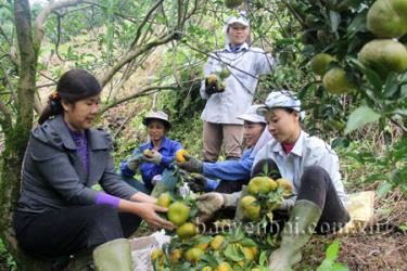 Đồng chí Vũ Thị Lợi - Bí thư chi bộ thôn Thiên Tuế, xã Thượng Bằng La (Văn Chấn) tranh thủ thời gian lao động sản xuất để tuyên truyền, vận động phụ nữ trong thôn về công tác phát triển đảng viên (Ảnh: Đoàn Thanh Hà)