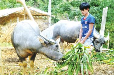 Mùa đông ở Trạm Tấu, trâu được ăn rơm, cây ngô, cỏ trồng nên vẫn béo khoẻ.