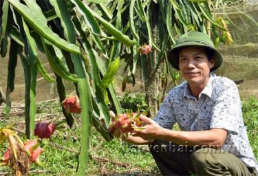 Anh Hoan giới thiệu vườn thanh long mới trồng thử nghiệm thành công.
