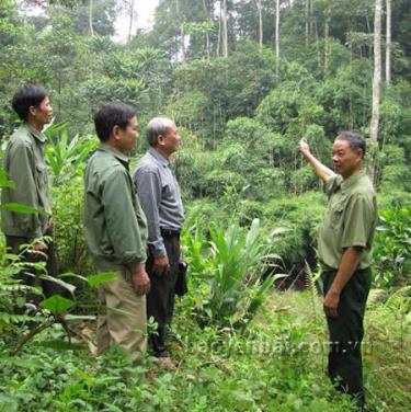 Ông Bằng (phải) giới thiệu đồi mỡ trên 30 năm tuổi với cán bộ Hội Cựu chiến binh huyện và xã.
