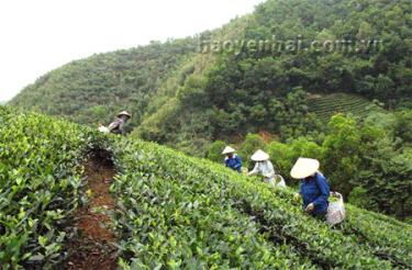 Chăm sóc và đầu tư tốt, năng suất chè vùng nguyên liệu của Công ty cổ phần Chè Nghĩa Lộ luôn đạt trên 10 tấn/ha.
