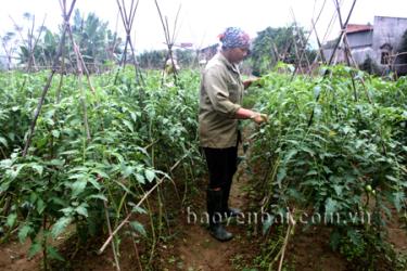 Nông dân huyện Văn Chấn chăm sóc cây cà chua.
(Ảnh: Hồng Duyên)