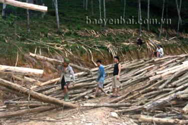 Nhờ phát triển kinh tế rừng, nhiều hộ dân xã Yên Thành đã có thu nhập ổn định. 
