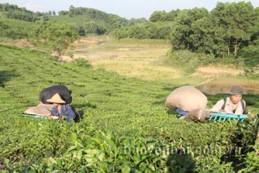 Chăm sóc kém cùng với thời tiết khô hạn, đã ảnh hưởng lớn tới năng suất, sản lượng chè.
