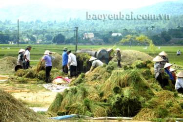 Nông dân Văn Chấn thu hoạch lúa.
