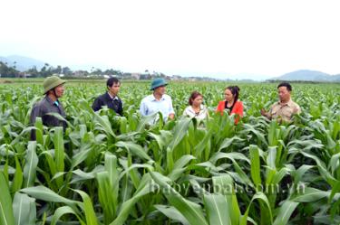 Hàng năm, Văn Yên duy trì diện tích 1.000 ha ngô trên đất 2 vụ lúa.
