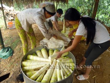 Nông dân xã Kiên Thành chế biến tre măng Bát độ trước khi đưa ra thị trường tiêu thụ.