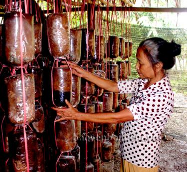 Bà Vũ Thị Chay ở thôn Minh Long, xã Tuy Lộc, thành phố Yên Bái kiểm tra sự phát triển của lứa nấm mới.
