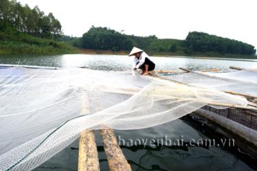 Chị Hoàng Thị Anh kiểm tra lồng cá.
