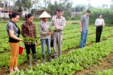 Lãnh đạo xã Phù Nham thăm mô hình trồng rau sạch tại thôn Noong Ỏ.
