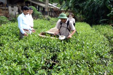 Nông dân xã Bình Thuận, huyện Văn Chấn thu hái chè.