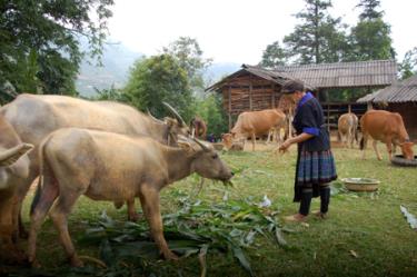 Đồng bào Mông xã Púng Luông (Mù Cang Chải) đã chú trọng chăm sóc đàn đại gia súc ngày rét. Ảnh MQ