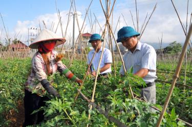 Nông dân xã Phù Nham, huyện Văn Chấn làm giàn cho cây cà chua.
