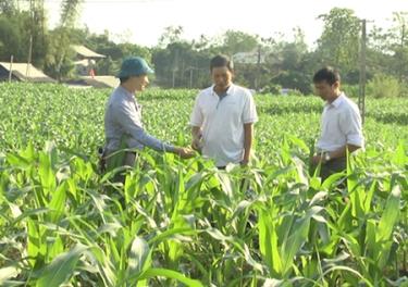 Huyện Văn Chấn phấn đấu gieo trồng 1.750 ha ngô đông.