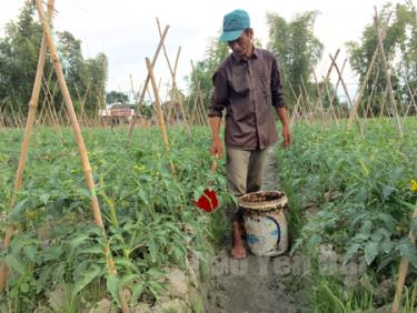 Nông dân thị xã Nghĩa Lộ chăm sóc cà chua vụ đông.
