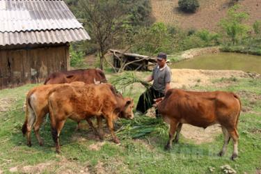 Người dân cần chủ động nuôi nhốt và dự trữ thức ăn cho gia súc vào mùa giá rét.