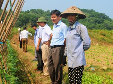 Lãnh đạo Thành ủy Yên Bái kiểm tra tiến độ triển khai Đề án Sản xuất rau an toàn tại xã Âu Lâu.
