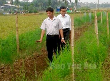 Mô hình trồng măng tây của gia đình ông Phạm Văn Ngọc ở thôn 2, thị trấn Cổ Phúc, huyện Trấn Yên.