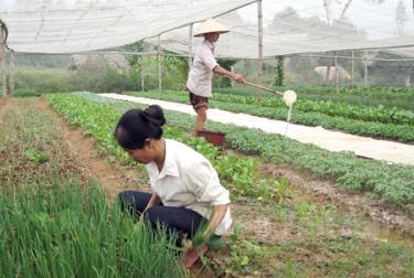 Nhân dân thị trấn Mậu A (Văn Yên) chăm sóc rau màu vụ đông.