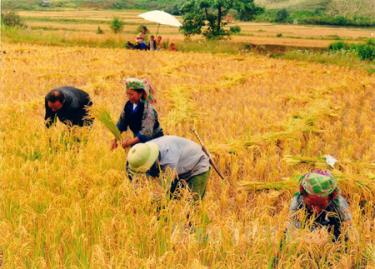 Ngày mùa ở bản Phình Ngài.