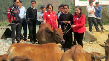 Hội Chữ thập đỏ Việt Nam cùng đại diện Hội Chữ thập đỏ tỉnh Yên Bái trao bò cho các hộ thụ hưởng tại huyện Mù Cang Chải. (Ảnh: Thanh Ba)