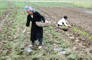 Nhân dân xã Thanh Lương (Văn Chấn) chăm sóc ngô vụ đông.
