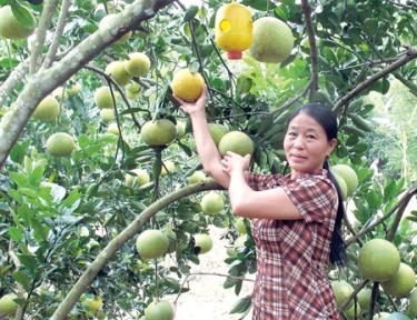 Bưởi Diễn trồng ở xã Bạch Hà, huyện Yên Bình cho năng suất và chất lượng cao.