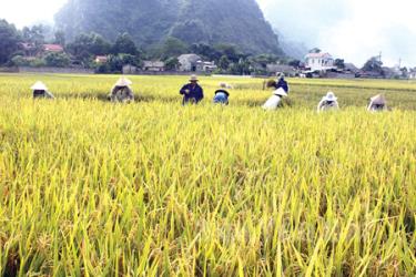 Nông dân xã Minh Xuân, huyện Lục Yên thu hoạch lúa mùa.
