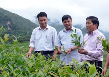 Đồng chí Trần Văn Mộc - Bí thư Huyện ủy Văn Chấn trao đổi về nâng cao chất lượng chè Văn Chấn.