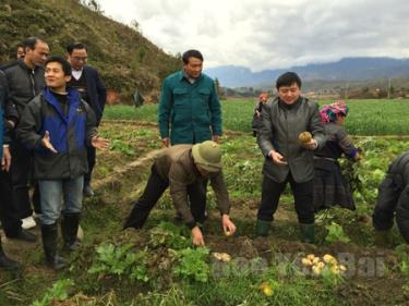 Cán bộ lãnh đạo huyện Mù Cang Chải đổi mới phong cách làm việc sâu sát cơ sở. (Trong ảnh: Bí thư Huyện ủy Mù Cang Chải Giàng A Tông (bên phải hàng trên) kiểm tra mô hình trồng khoai tây trên cánh đồng xã Nậm Khắt).
