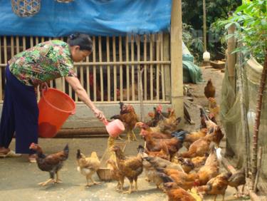 Các hộ chăn nuôi cần tích cực chăm sóc, phòng chống dịch bệnh cho gia súc, gia cầm trong dịp cuối năm để bảo đảm hiệu quả đăng nhập dafabet xuất.