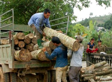 Toàn tỉnh Yên Bái khai thác và tiêu thụ được 262.881 m khối gỗ rừng trồng các loại. Ânh Quang Tuấn