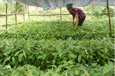 Thực hiện chủ trương phát triển các vùng chuyên canh hàng hóa tập trung, nông dân xã Y Can chuẩn bị giống để thực hiện mục tiêu trồng 2.300 ha quế của huyện.