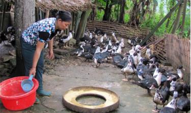 Gia đình ông Hoàng Văn Mậu, thôn Sơn Bắc chăn nuôi gia cầm quy mô lớn.
