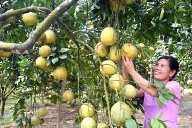 Vườn bưởi của gia đình ông bà Nguyễn Văn Đông - Nguyễn Lê Hằng Nga ở thôn Quyết Tiến 11.