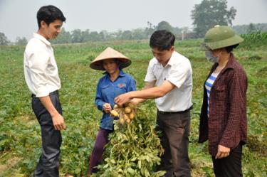 Khoai tây Marabell là một hướng đi bền vững trong vụ đông ở Yên Hợp.