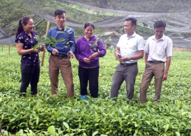 Cán bộ Hội Nông dân xã Tân Đồng thăm mô hình ươm quế giống thu nhập trên 100 triệu đồng/năm.