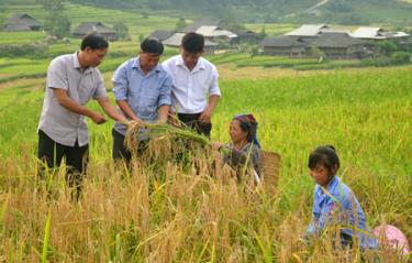 Lãnh đạo xã Cao Phạ đôn đốc bà con khẩn trương thu hoạch vụ mùa, giải phóng đất cho sản xuất vụ đông xuân.