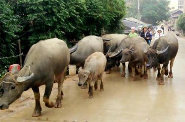 Nông dân huyện Trạm Tấu di chuyển trâu từ bãi chăn thả về nuôi tại chuồng trong mùa đông.