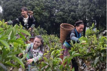 Sản phẩm chè Suối Giàng (Văn Chấn) được xây dựng nhãn hiệu chứng nhận “Chè Suối Giàng”. 
