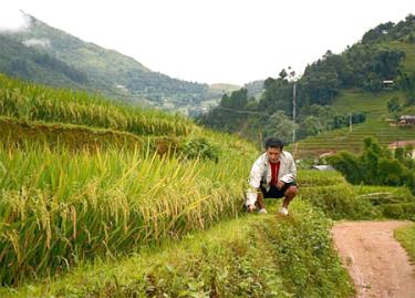 Em Lù A Hử, bản Dề Thàng, huyện Mù Cang Chải học cử tuyển tốt nghiệp ra trường đã hơn 1 năm nhưng vẫn chưa được bố trí việc làm.