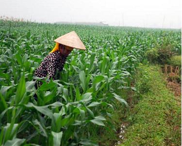 Nhân dân xã Thanh Lương (Văn Chấn) chăm sóc cây ngô vụ đông.