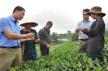 Cán bộ Phòng Nông nghiệp và Phát triển nông thôn huyện Văn Chấn hướng dẫn người dân chăm sóc, thu hái chè đúng kỹ thuật.