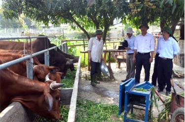 Chăn nuôi trâu, bò theo hướng sản xuất hàng hóa đang được nhiều xã ở huyện Văn Yên chú trọng phát triển.