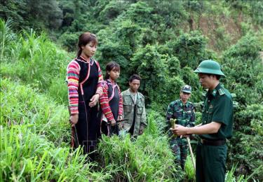 Người dân Bản Mu Chi, xã Pa Hủ được bộ đội Biên phòng hướng dẫn trồng cỏ voi có nguồn thức ăn chăn nuôi bò. Ảnh minh họa