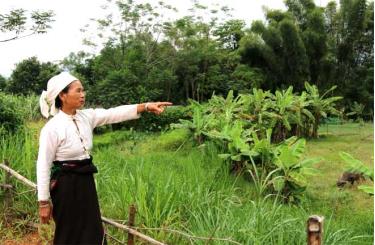 Bà Lò Thị Thịnh, thôn Bản Sa, xã Nghĩa Lợi bên thửa ruộng bỏ hoang từ mấy năm nay do không có nước sản xuất.