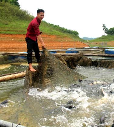 Hứa Văn Quang bước đầu hiện thực hóa ước mơ “làm chủ cuộc đời” với cá lồng hồ Thác Bà.